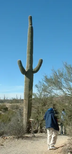 Arizona-Sonora Desert Museum, Arizona