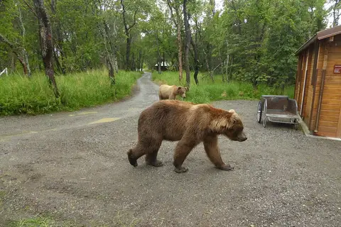 Brooks Camp Visitor Center, Alaska