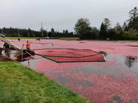 Cranberry Museum, Long Beach