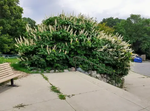 Leslie Science & Nature Center, Ann Arbor