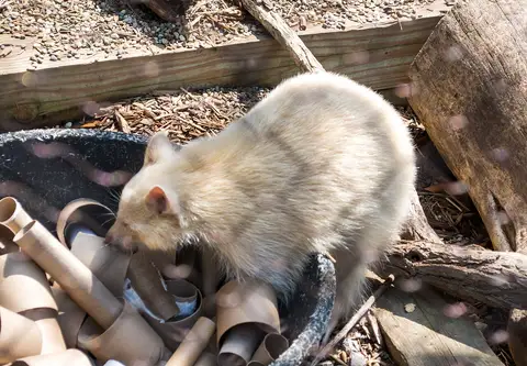 Perkins Wildlife Center, Cleveland